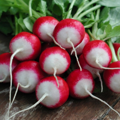 Picture of SALE - Radish Poloneza