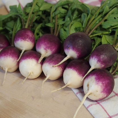 Picture of Radish Diana