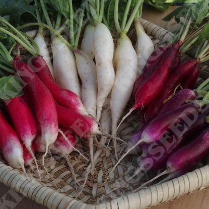 Picture of Radish Multicoloured Breakfast Mixed