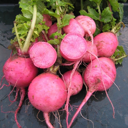 Picture of SALE - Radish Redmoon F1