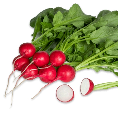 Picture of Radish Crunchy King F1