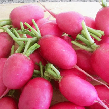 Picture of Radish Pink Lady Slipper