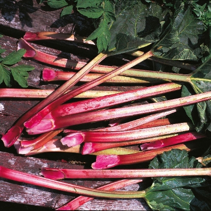 Picture of Rhubarb Glaskins Perpetual Seeds