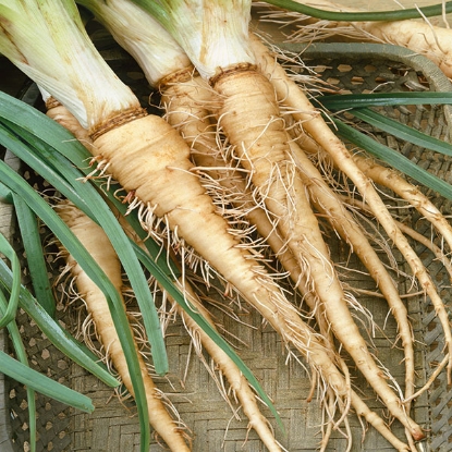 Picture of Salsify Sandwich Island