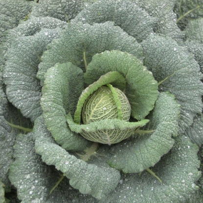 Picture of Savoy Cabbage Wintessa F1