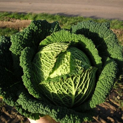 Picture of Savoy Cabbage Resolution F1