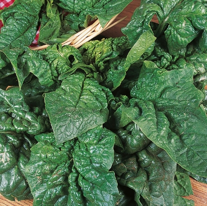 Picture of Spinach Giant Winter