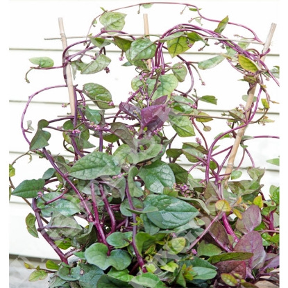 Picture of Malabar Spinach (Basella Alba) Select Red