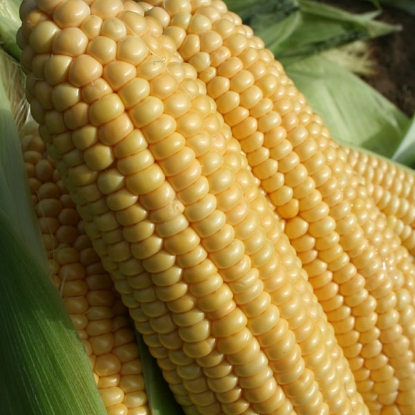 Picture of Sweet Corn Goldcrest F1 SH2 (RHS Award of Garden Merit)