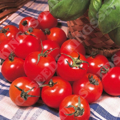 Picture of Tomato Gardeners Delight Seeds