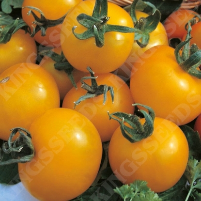 Picture of Tomato Golden Sunrise Seeds