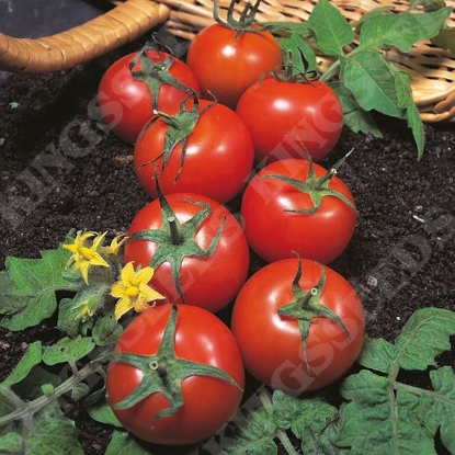 Picture of Tomato Harbinger Seeds