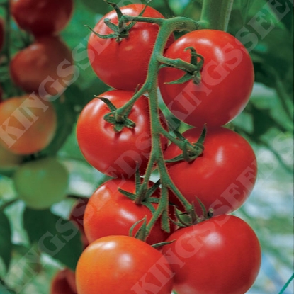 Picture of Tomato Shirley F1 Seeds