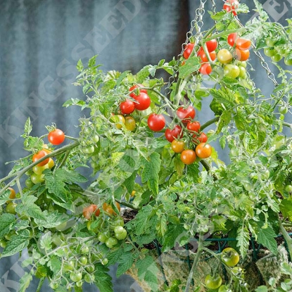 Picture of Tomato Lizzano F1 Seeds