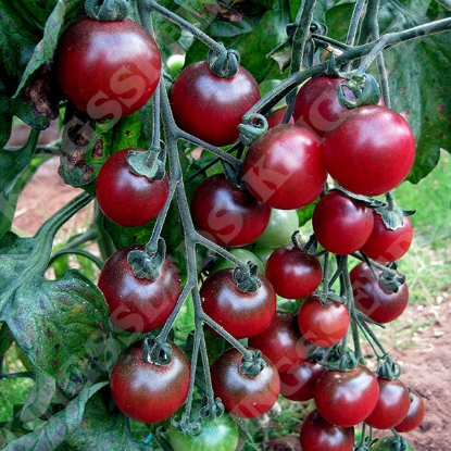 Picture of Tomato Rosella Seeds