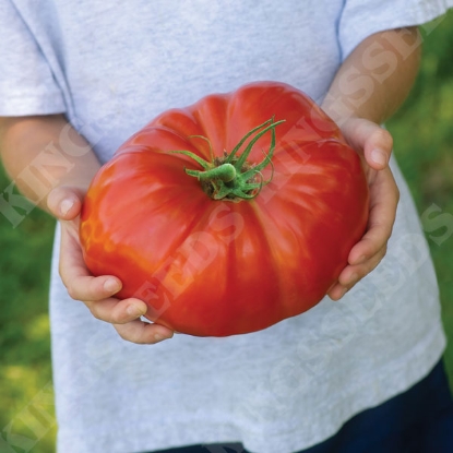 Picture of Tomato Gigantomo F1 Seeds