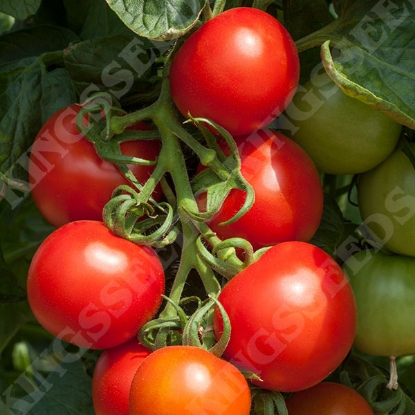 Picture of Tomato Cocktail Crush F1 Seeds