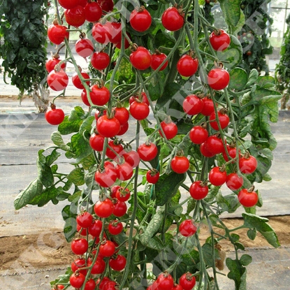 Picture of Tomato Bite Size Seeds