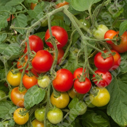 Picture of Tomato Cherry Falls F1 Seeds