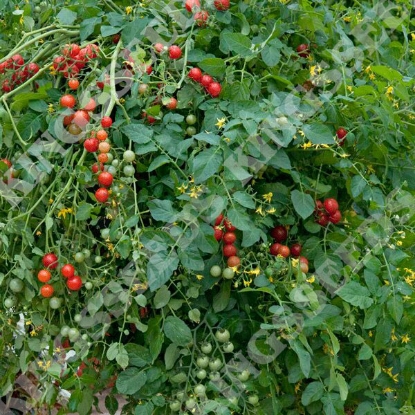 Picture of Tomato Micro Cherry Seeds