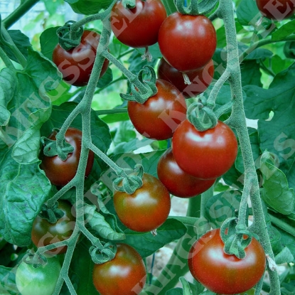 Picture of Tomato Seeds Garnet