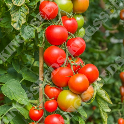 Picture of Tomato Maisey F1 Seeds