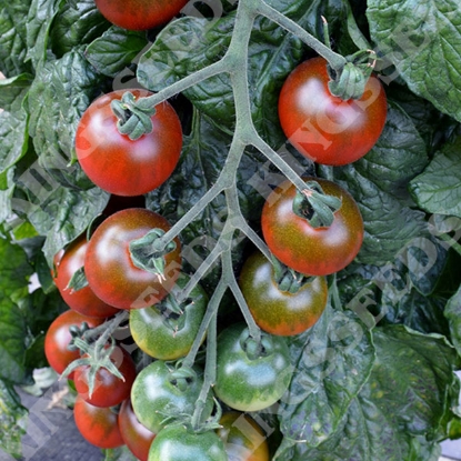 Picture of Tomato Seeds Ruby Falls