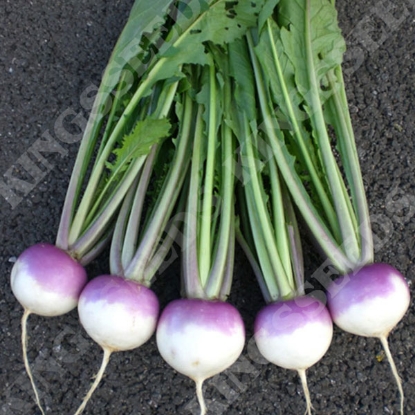 Picture of Turnip Sweetbell F1