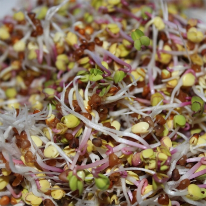 Picture of Radish - Sprouting Seed