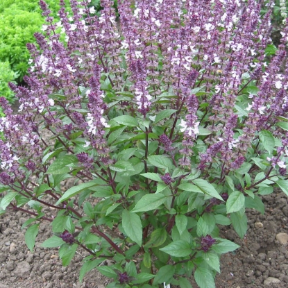 Picture of Herb Cinnamon Basil - Annual