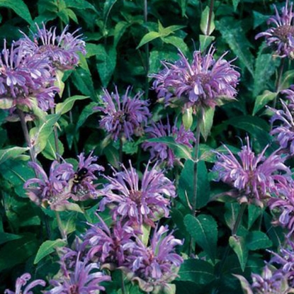 Picture of Herb Bergamot - Perennial