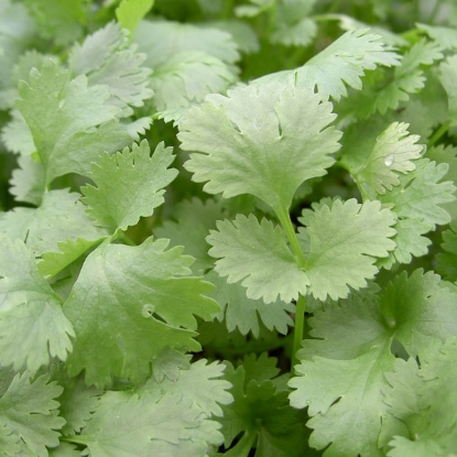 Picture of Herb Coriander Leisure - Annual