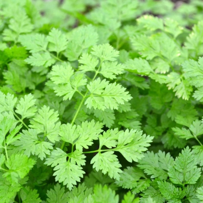 Picture of Herb Chervil Plain