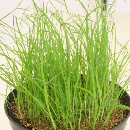 Picture of Cat Grass (Dactylis Glomerata) - 10g approx