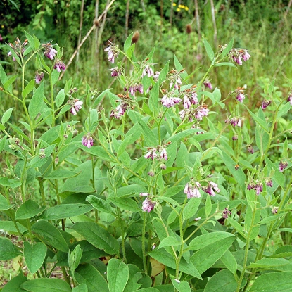 Picture of Herb Comfrey (Symphytum Officinale)