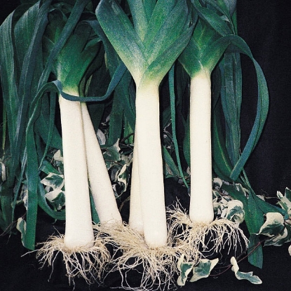 Picture of Leek Mammoth Blanch (RHS Award of Garden Merit)