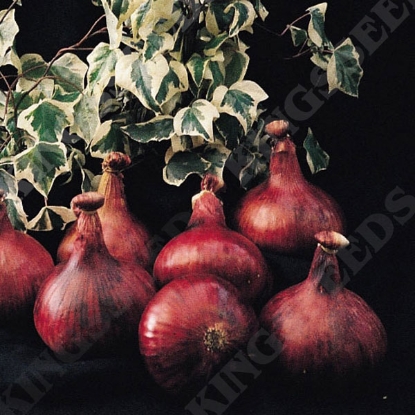 Picture of Onion Mammoth Red