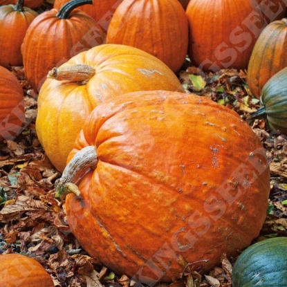 Picture of Pumpkin Big Max