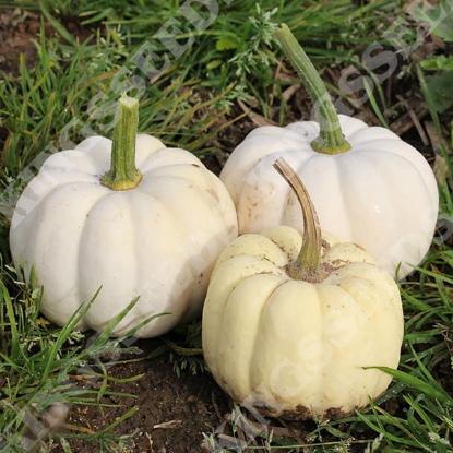 Picture of Pumpkin Casperita F1