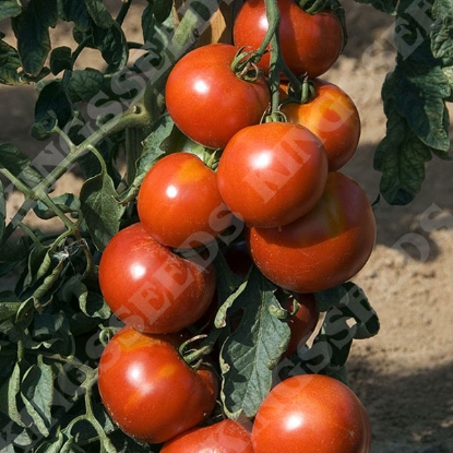 Picture of Tomato Fandango F1 Seeds