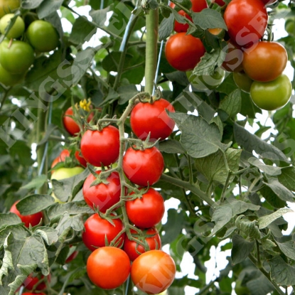 Picture of Tomato Bauna F1