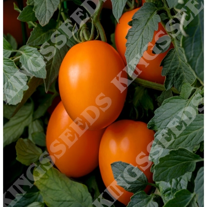 Picture of Tomato Vivacious F1