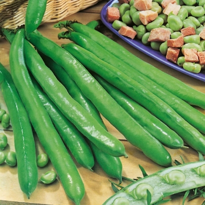 Picture of Broad Bean Bunyards 1kg