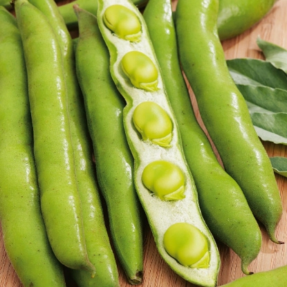 Picture of Broad Bean Masterpiece Green