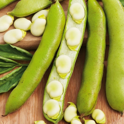 Picture of Broad Bean Seeds Witkiem Manita