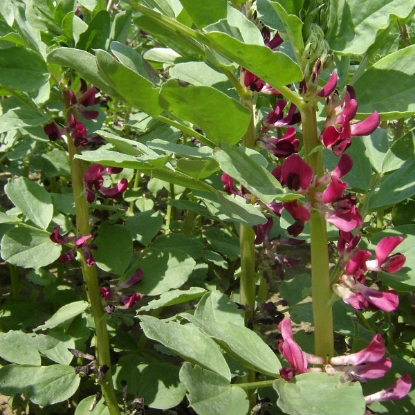 Picture of Broad Bean Crimson Flowered