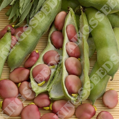 Picture of Broad Bean Karmazyn