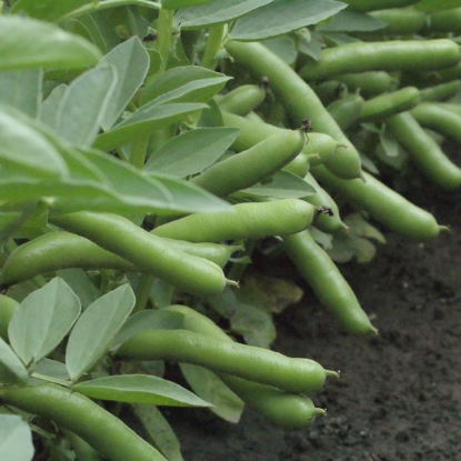 Picture of Broad Bean De Monica