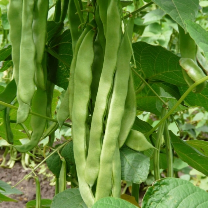 Picture of Climbing French Bean Hunter (Award of Garden Merit)