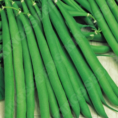 Picture of Dwarf French Bean Annabel (Award of Garden Merit)